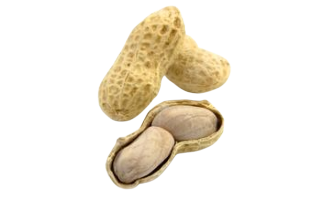Cacahuètes fraiches